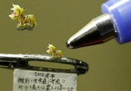 World's Smallest Dragon