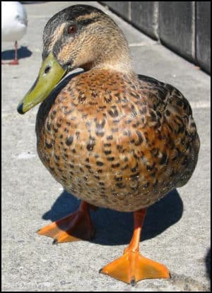 Ducks - Banned Mallards