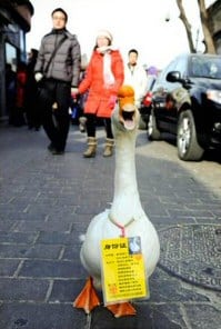 Duck - Year of the rabbit