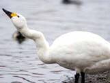 Ugly Duckling Makes Good
