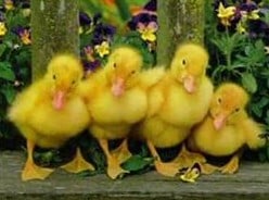 Hokey Pokey - Ducks