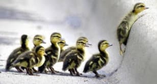 ducks in snow