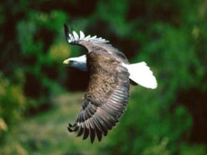 Eagle flying