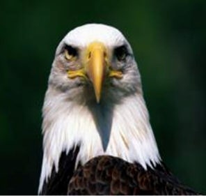 Eagle's head