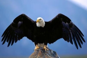 Eagle wings