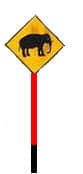 Elephant crossing - Video