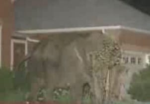Video Clip Elephant Escapes