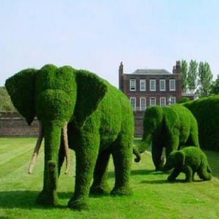 Elephants put out to grass