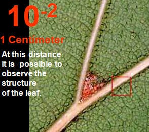 Leaf structure - fantastic trip