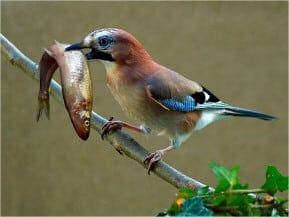 Fantastic bird fishing picture