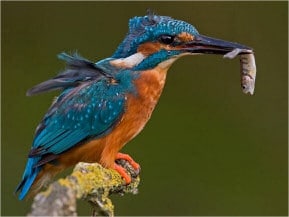 Bird PowerPoint Presentation