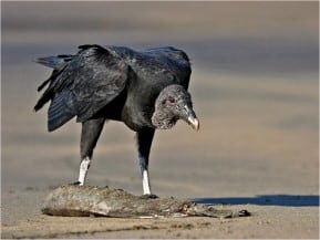 Ugly Vulture