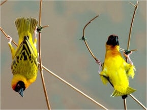 Yellow Hammers