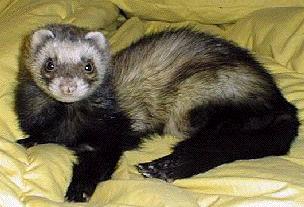 Ferret in hotel