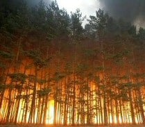 Spectacular Forest Fires