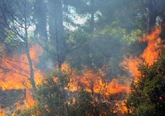 Turkey Forest Fire