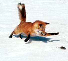 Firefox mouse