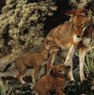 Fox with cubs