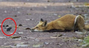 Fox and Mouse