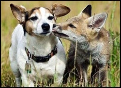 Fox befriends Jack Russell