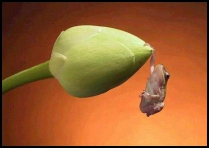 Will and Guy's Frog hanging