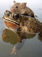 Frog and mouse or toad and vole