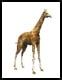 Funny fridge test - giraffe