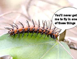 Catterpillar: You'll never get me to fly in one of those things