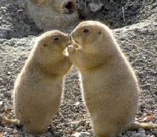 Gofers kissing