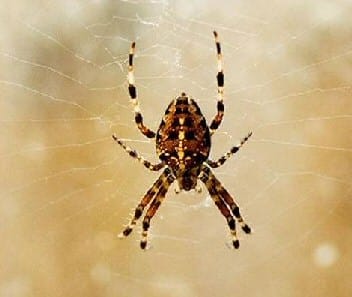 Funny Halloween Spider Story