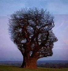 Head tree topiary