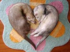 Mink