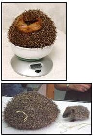 Funny Hedgehog Picture