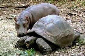 Hippo and Tortoise