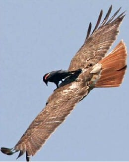 Hitching a ride