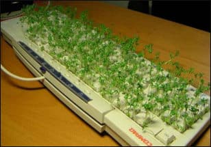 Practical joke, keyboard plants.