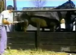 Video Clip - Injecting a horse