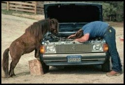 Horses under the bonnet