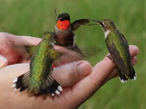 Hummingbirds in Louisiana