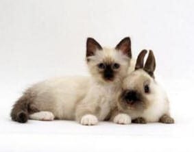 Cat Steals Bunny's Identity