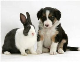 Cat Steals Bunny's Identity