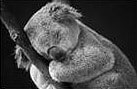 Koala Pictures
