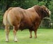Bull runs amok