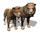 Interesting facts about lions