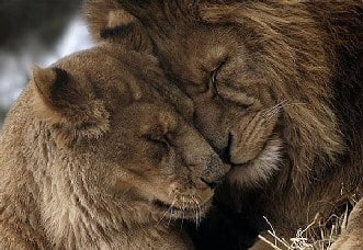 Lion Valentine
