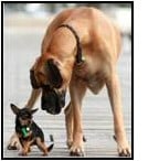 Dogs Little and Large