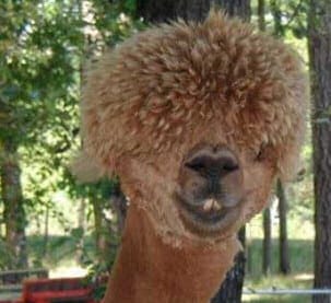 Llama on Watch