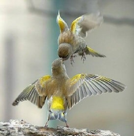 Love Birds