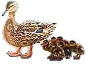 Duck Story - Female Mallard