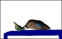 Dead Duck Joke